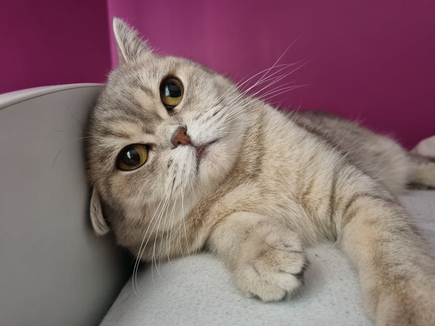 Лечение кошек — процесс оказания услуги специалистом