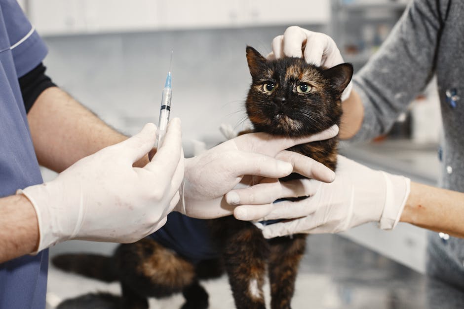 Вакцинация животных — процесс оказания услуги специалистом